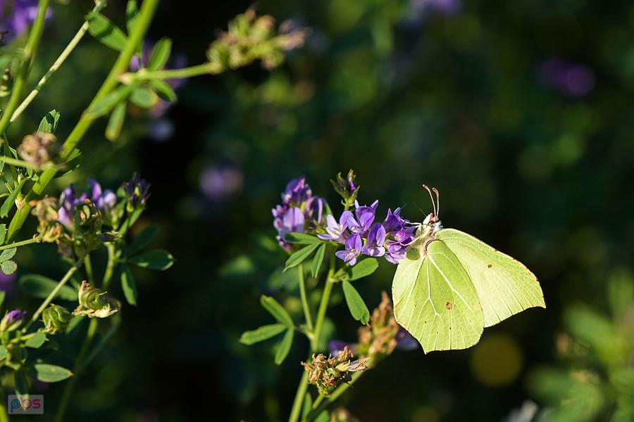 Latolistek cytrynek na polu lucerny siewnej w Przyłęku