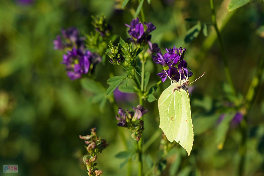 Latolistek cytrynek na polu lucerny siewnej w Przyłęku