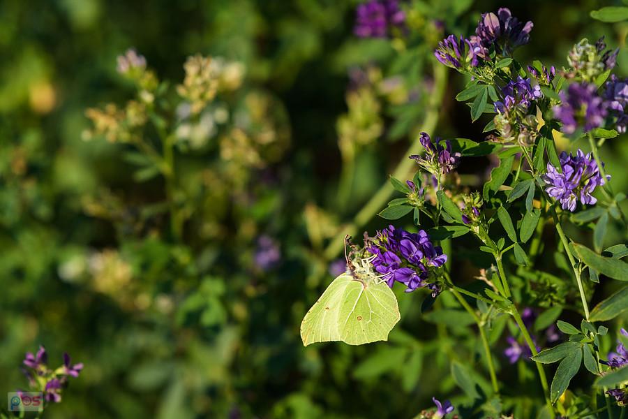 Latolistek cytrynek na polu lucerny siewnej w Przyłęku