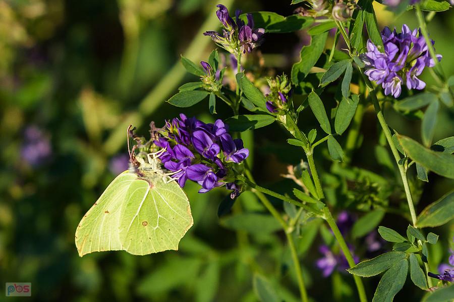 Latolistek cytrynek na polu lucerny siewnej w Przyłęku