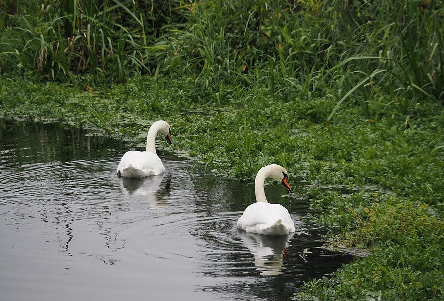 Ilankowe łabędzie