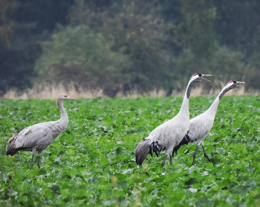 Rozklangorowana rodzina