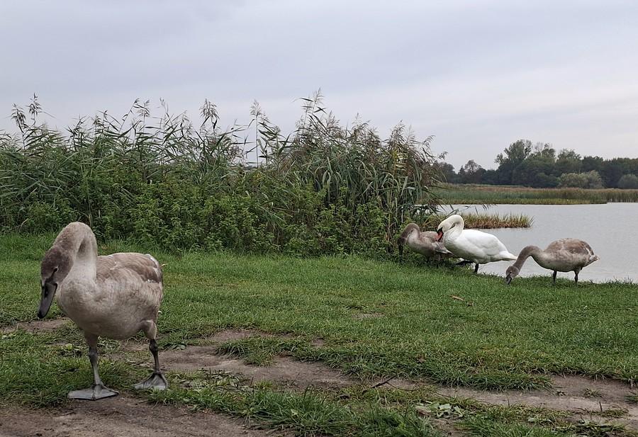 Rodzinka łabędzi