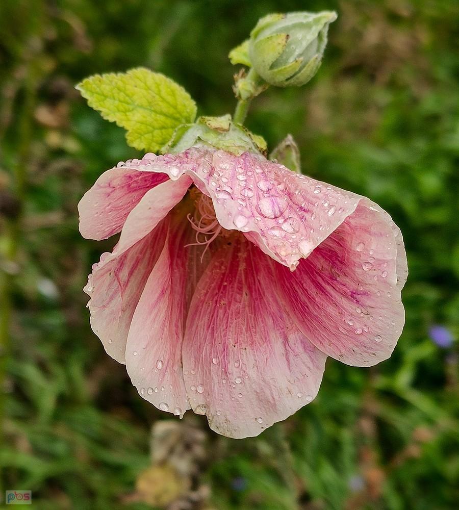 Parasol malwy