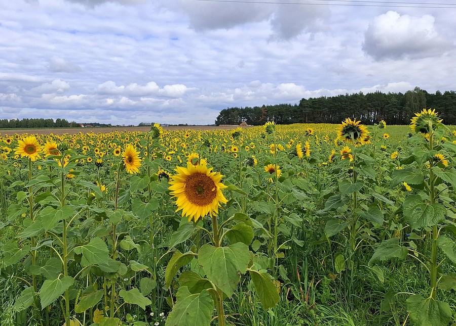 Pole słoneczników pod Poznaniem