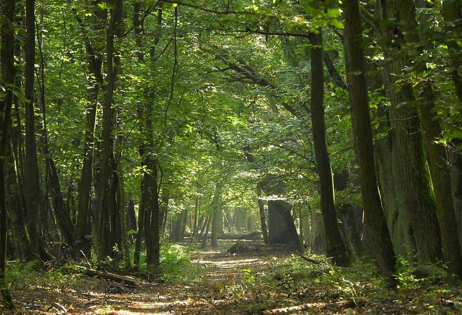 Jesienny Wielkopolski Park Narodowy
