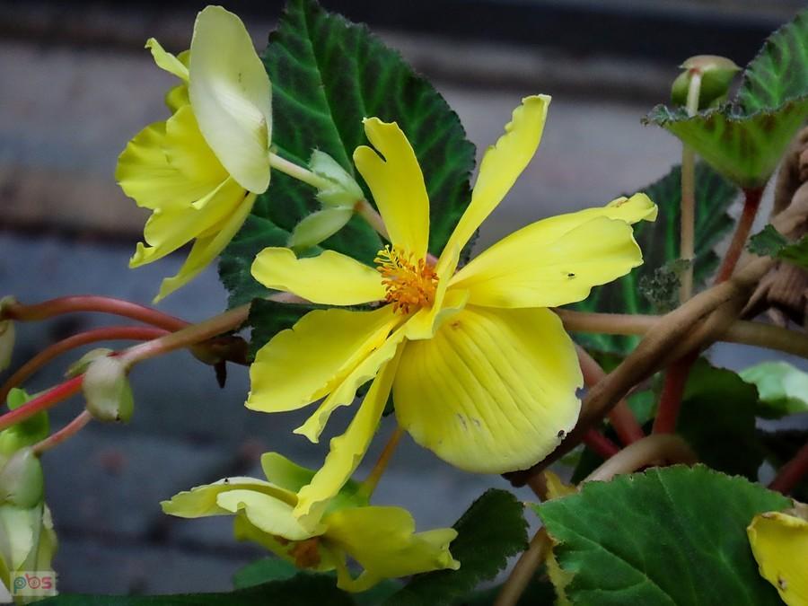Begonia żółta