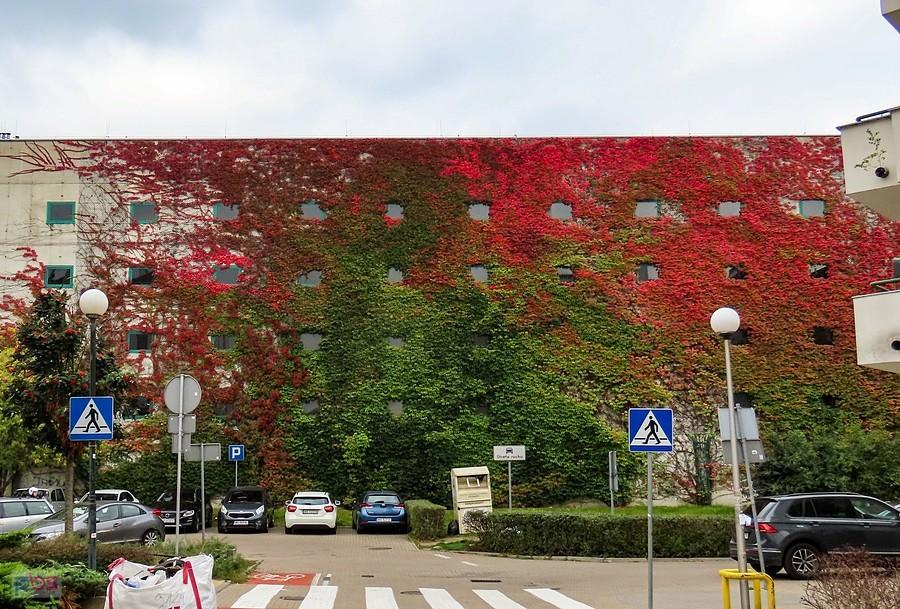 Winobluszcz zmienia kolory