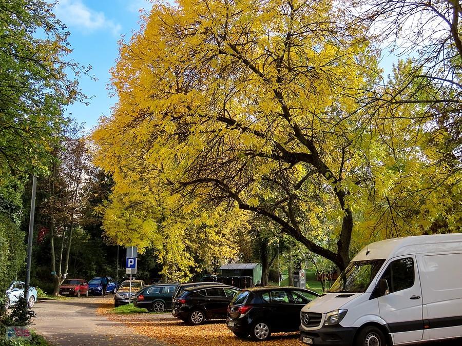 Jesion przy ul. Bacewiczówny