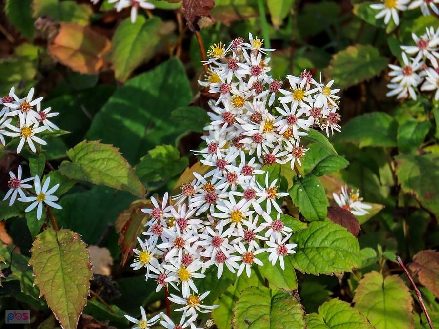 Aster wielkolistny