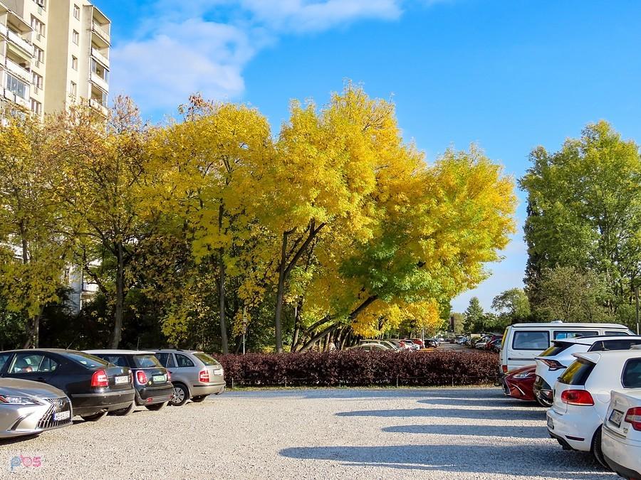Szereg jesionów przy ul. Polinezyjskiej