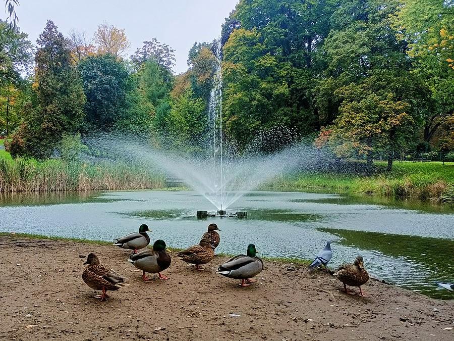 Senny Park Staszica.