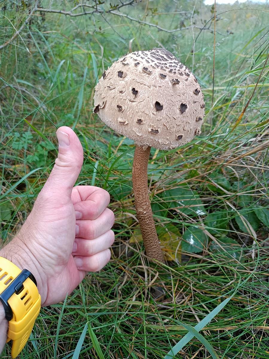 Może by tak jednak zacząć jeść Kanie?