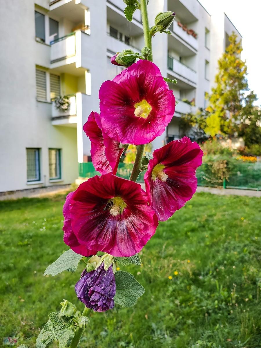 Malwa z blokowiska