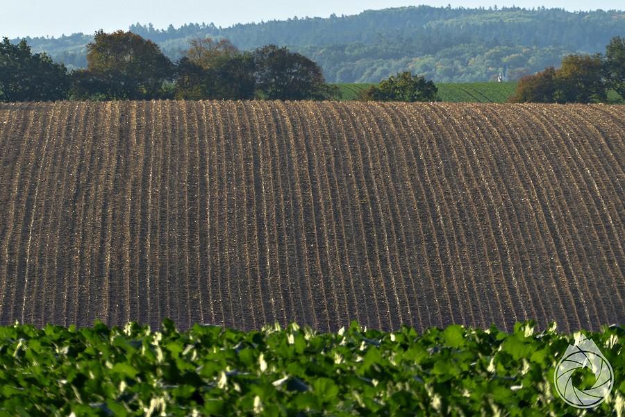 kukurydziane pola po skoszeniu, gdzieś na Pogórzu Przemyskim