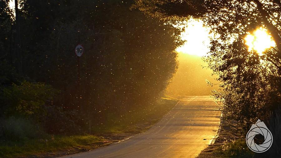 podwieczorna rójka nad ciepłą drogą