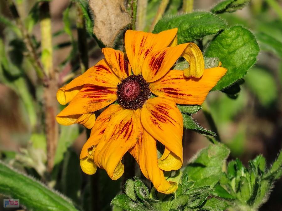 Zakręcona rudbekia