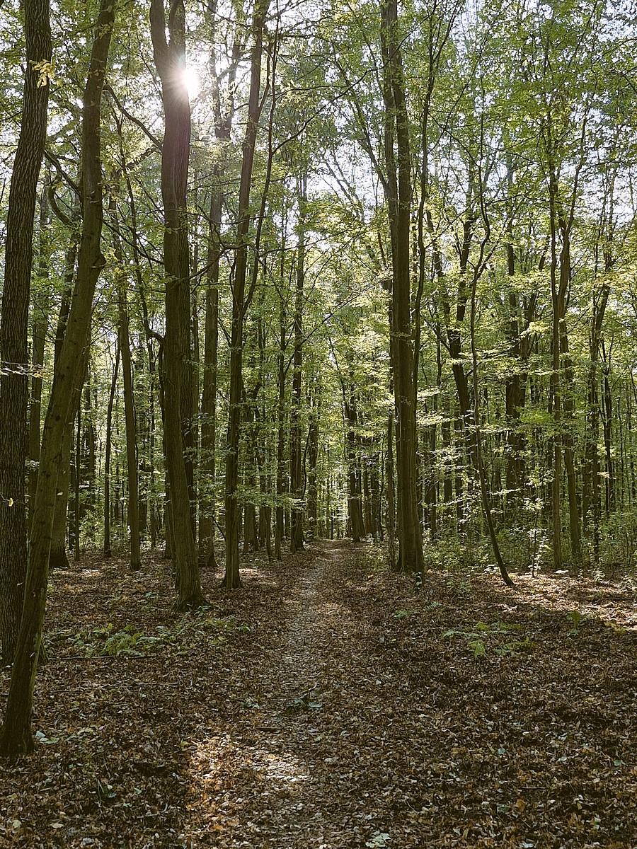 Ścieżka nad Jeziorem Swarzędzkim