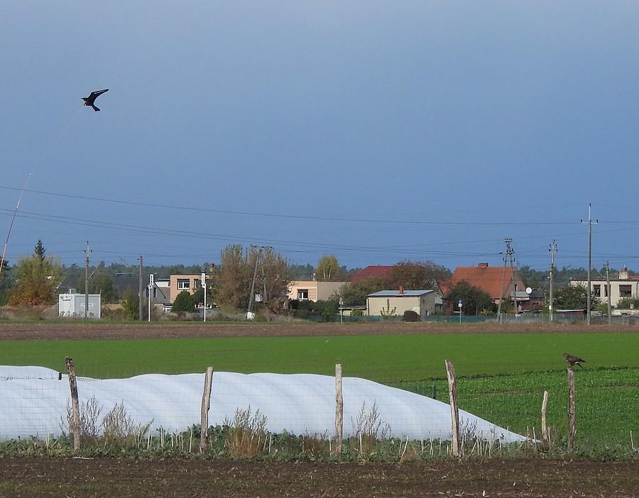Myszołów obserwuje odstraszacza