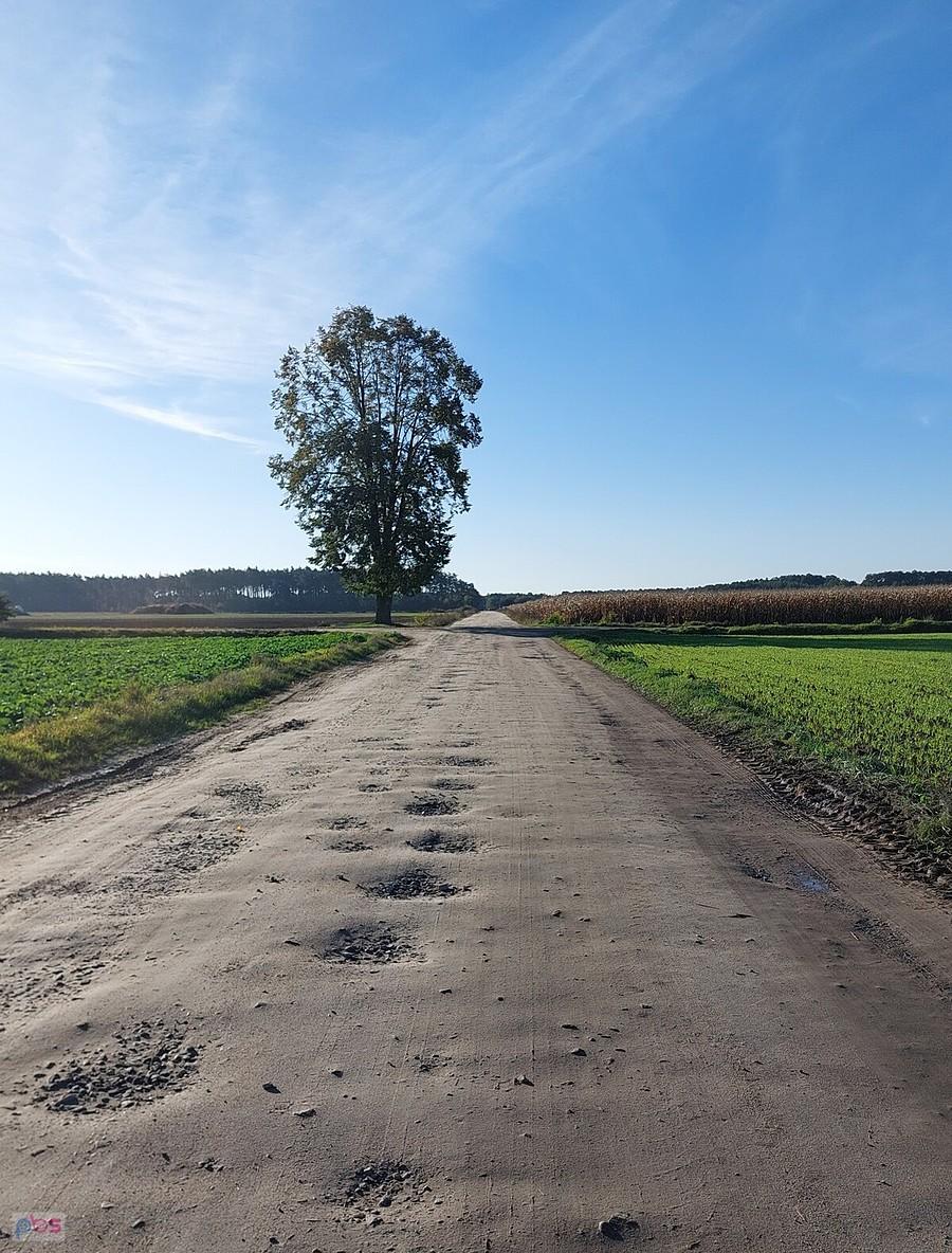 Droga koło Dzierżanowa