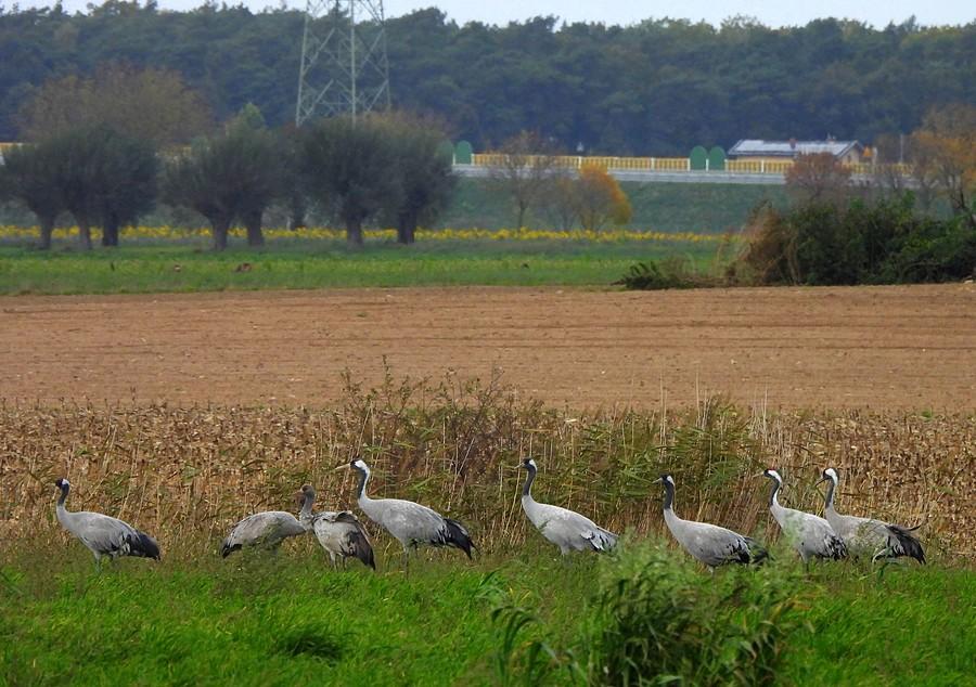 Zbliżenie na żurawie