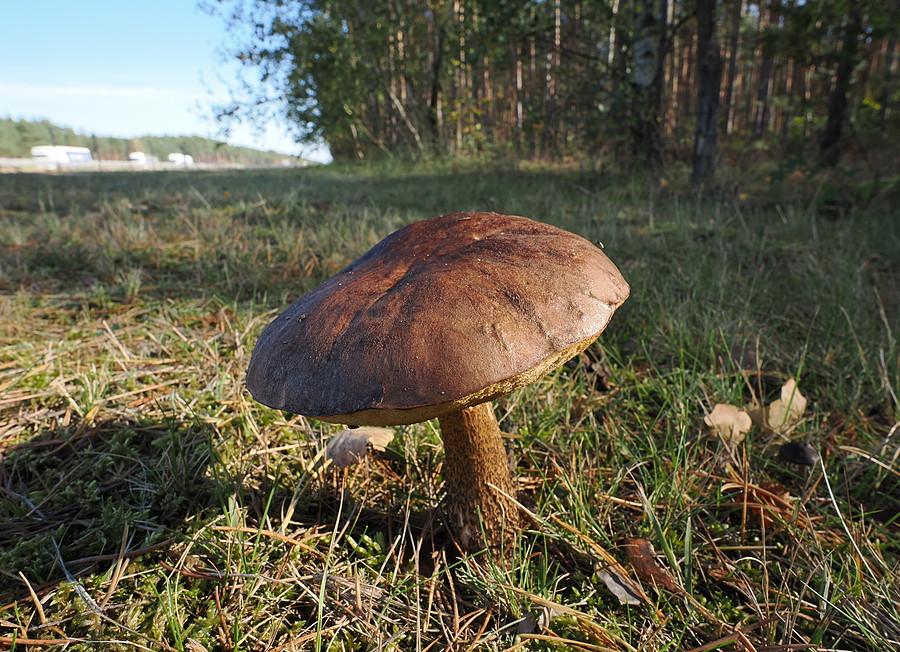 Zdrowy, choć nieco mokrawy Koźlarz babka