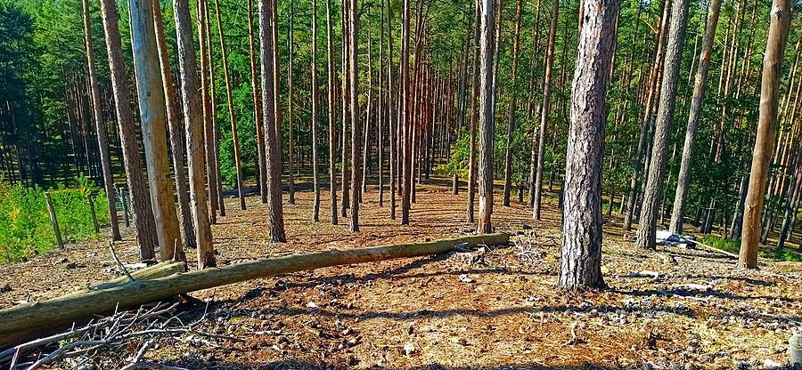 Dalkowskie Wzgórza. Langen Berg 184 m