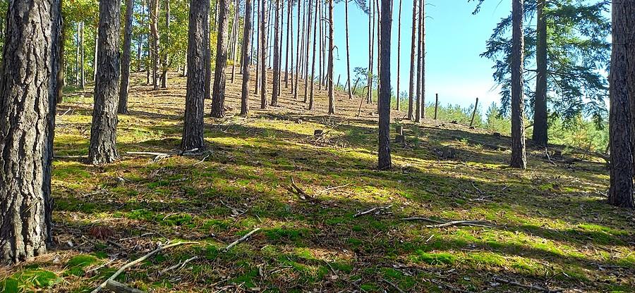Langen Berg w Dalkowskich Wzgórzach