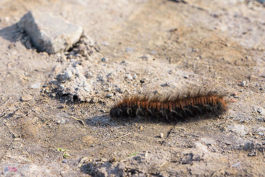 Barczatka malinówka (Macrothylacia rubi) obok przejazdu w Jędrzychowie