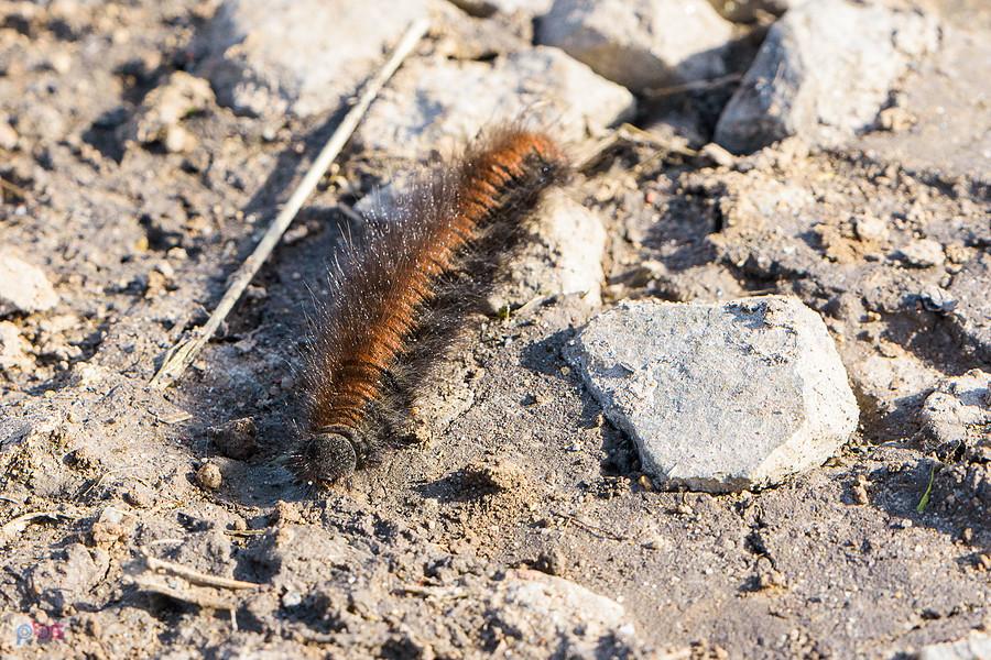 Barczatka malinówka (Macrothylacia rubi) obok przejazdu w Jędrzychowie