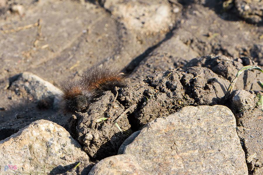 Barczatka malinówka (Macrothylacia rubi) obok przejazdu w JędrzychowieBarczatka malinówka (Macrothylacia rubi) obok przejazdu w Jędrzychowie