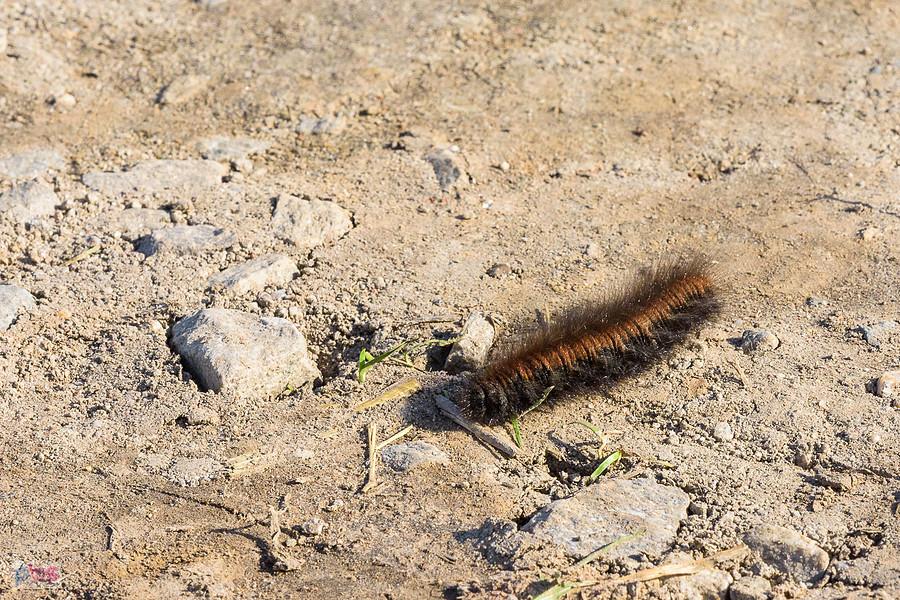 Barczatka malinówka (Macrothylacia rubi) obok przejazdu w Jędrzychowie