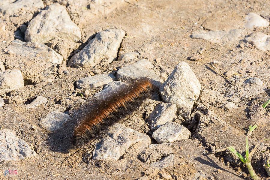 Barczatka malinówka (Macrothylacia rubi) obok przejazdu w Jędrzychowie