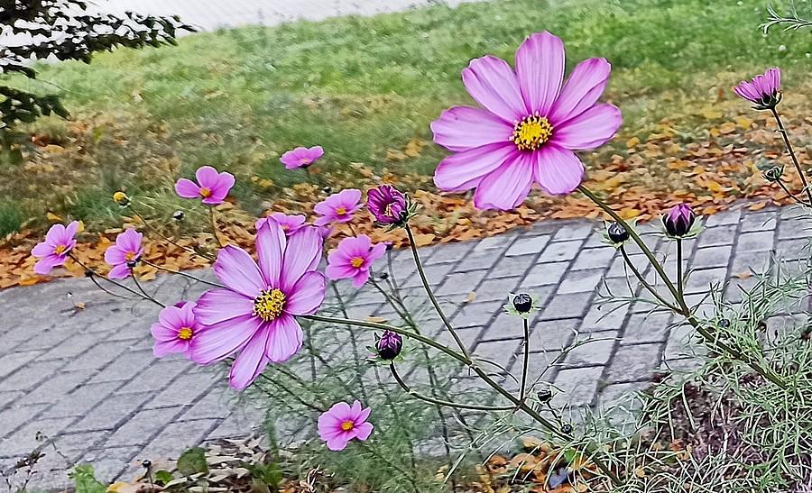 Kosmos jeszcze w pełnej krasie