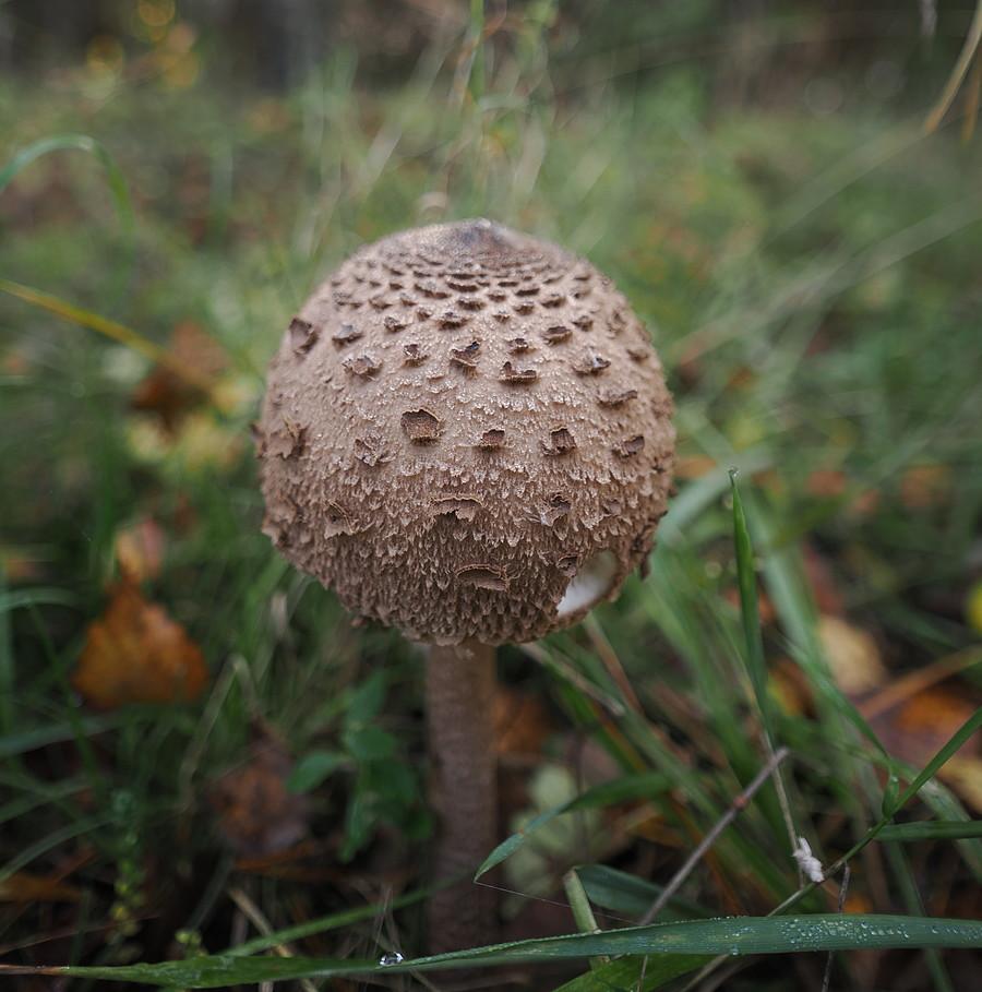 Młoda kania (sowa)
