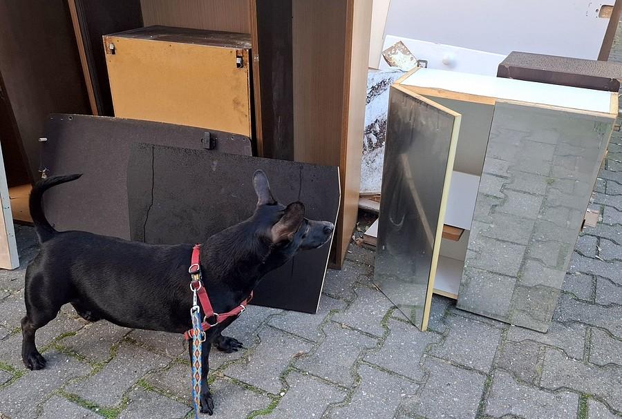 Kropa przestraszyła się siebie w lustrze :)