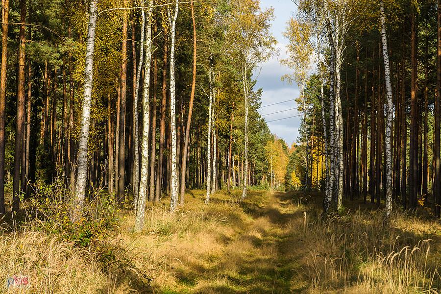 Poraj - leśna droga w pobliżu zbiornika wodnego