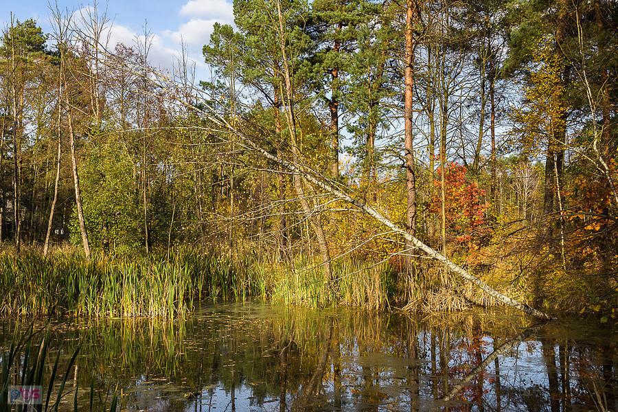 Masłońskie, rozlewiska Ordonki przy ul. Letniskowej
