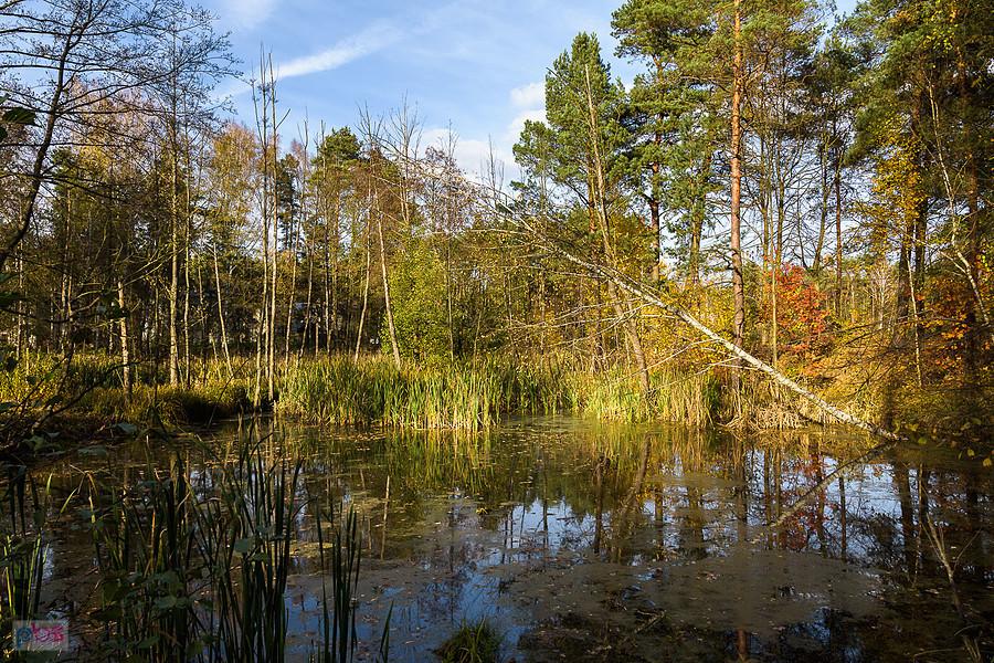 Masłońskie, rozlewiska Ordonki przy ul. Letniskowej