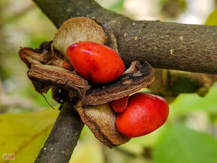 Nasionka magnolii