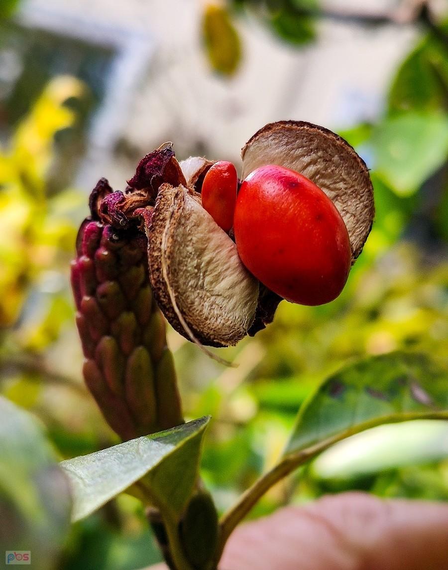 Mieszek owocowy magnolii