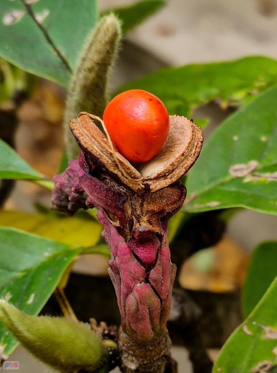 Perełka magnolii