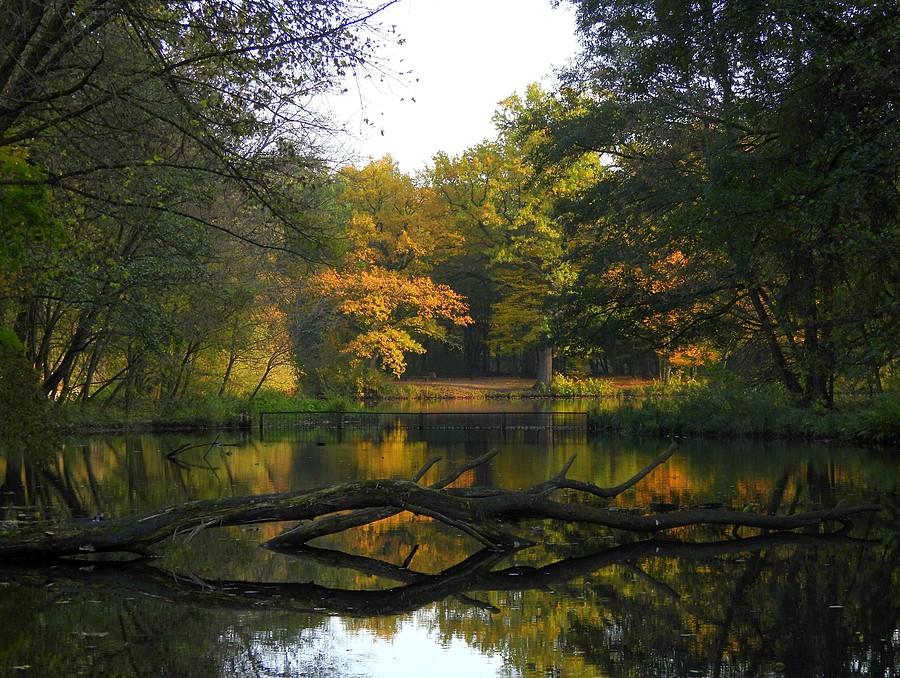 Kolorowa Dębina
