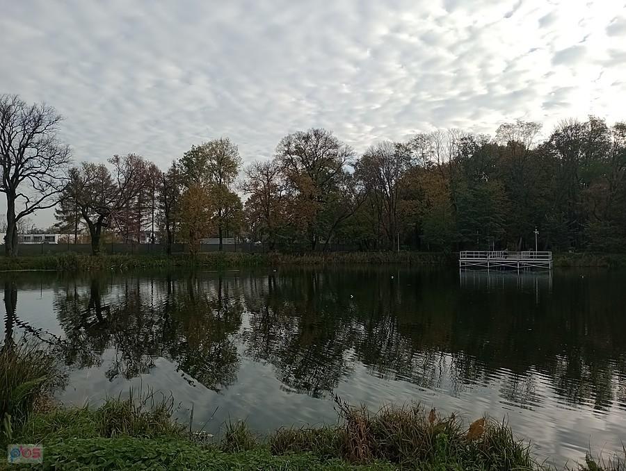 Staw w Ołtarzewie