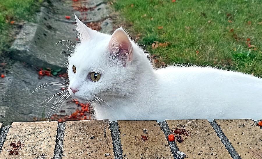 Ulubiona kotka jak zawsze na posterunku