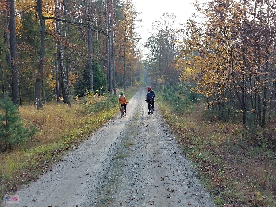 Przez las koło Grotnik
