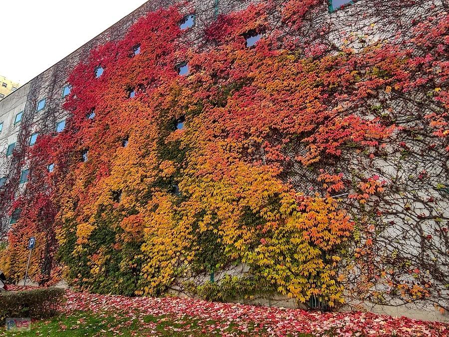 Żywy mural winobluszczu