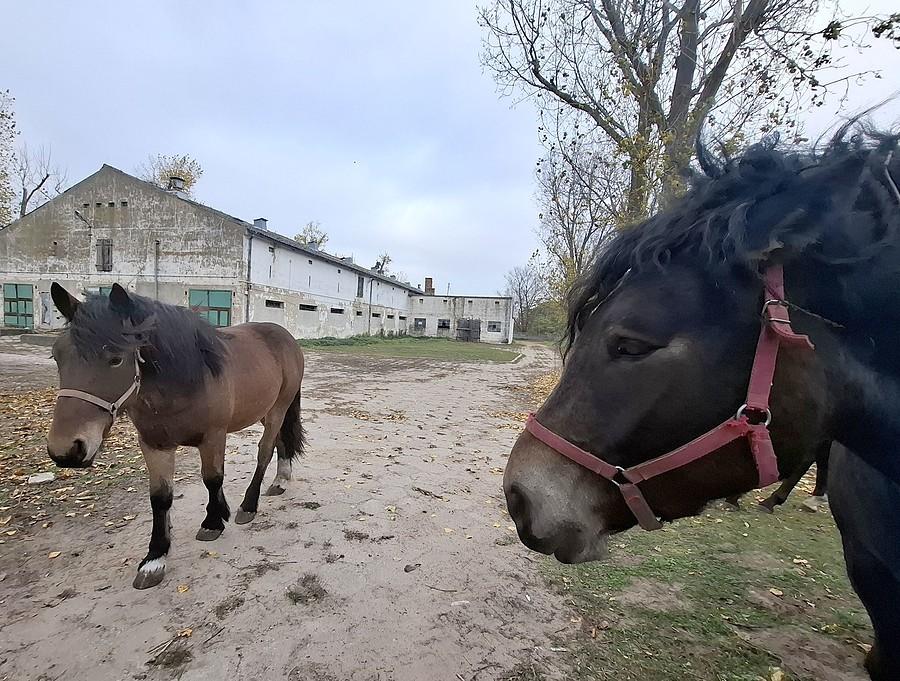 Groźne spojrzenie: nie podchodź, tylko ja mogę być głaskany :)