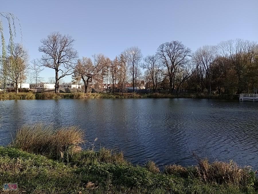 Staw w Ołtarzewie
