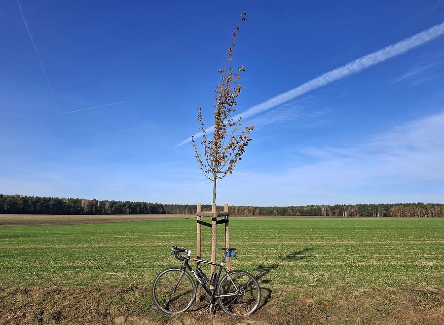 Rowerówka pod drzewkiem